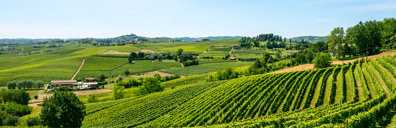 farm and green fields